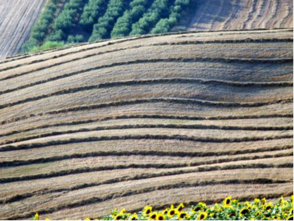 Campagna, entroterra di Senigallia