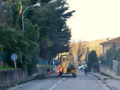 Albero in strada a Corinaldo per il vento