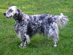 Un English setter