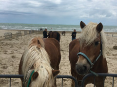 Cavalli in spiaggia a Senigallia