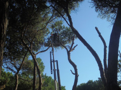 Taglio degli alberi alla pinetina della stazione di Senigallia