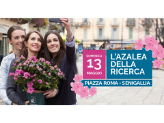 L'azalea della ricerca