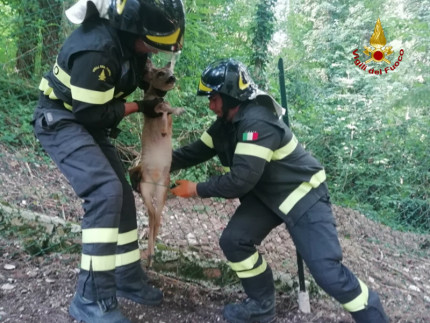 Vigili del Fuoco recuperano tre cuccioli di capriolo ad Arcevia