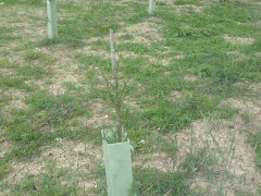 Situazioni di degrado degli alberi piantumati al parco delle Saline