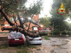 Albero caduto su due auto a Marzocca