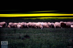 Foto di Paolo Gresta