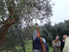 Potatura degli olivi