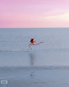 Passaggio inaspettato sulla spiaggia di Senigallia - Fenicottero nel rosa - Foto di Alissa Casagrande