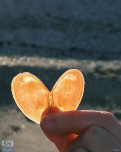 Raccolta dalla spiaggia di Senigallia - Cuore di mare - Foto di Roberta Bisci