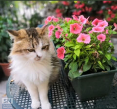 Dolce gattino - Foto di Mirella Baldetti