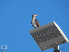 Un cormorano in cima al palo del molo - Foto Rossano Morici