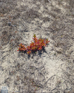 Vita nel deserto - Foto Antonella Starna