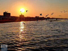 Gabbiani al tramonto - Foto Sabina Bittoni