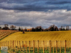 In collina - Foto Floriana Giacchini