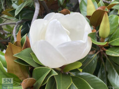 Magnolia grandiflora - Foto Massimo Mariselli