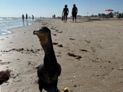 Cormorano sulla spiaggia di Senigallia