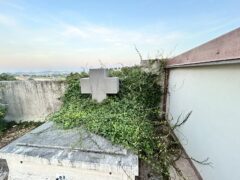 Vegetazione al cimitero di Castelleone di Suasa