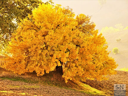 La bellezza dell'autunno - Foto Massimo Muscaridola