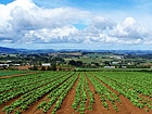 Campo coltivato - agricoltura